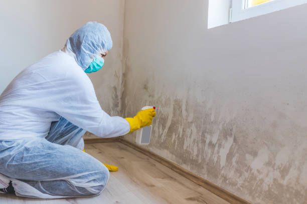 Professional mold removal team in Karthaus